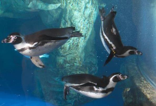 Pingüinos en L'Aquàrium de Barcelona